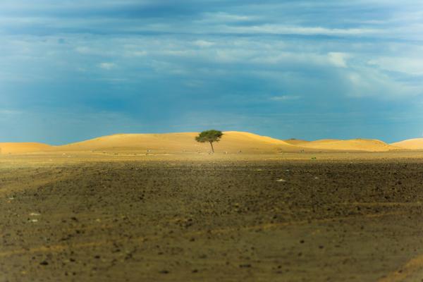 tree in a desert