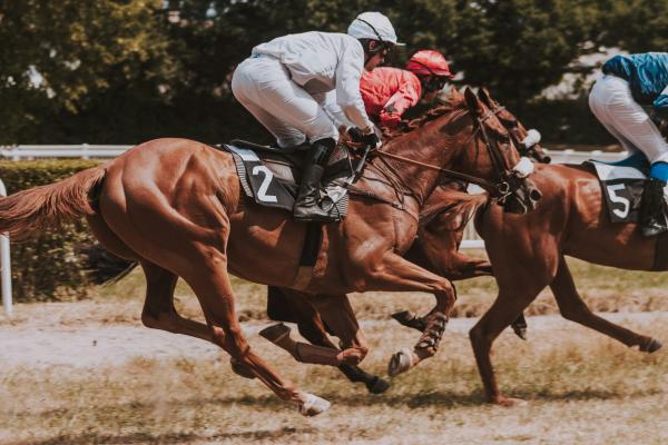 horses racing