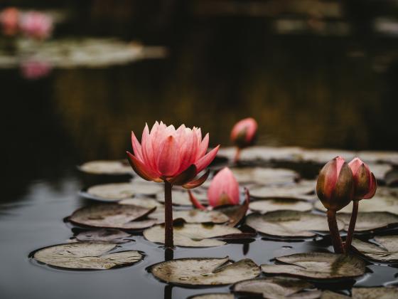 emerging lotus flower